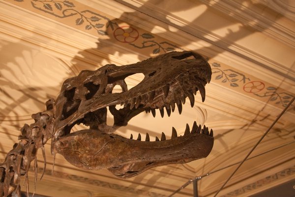 Dinosaur exhibition, Natural History Museum