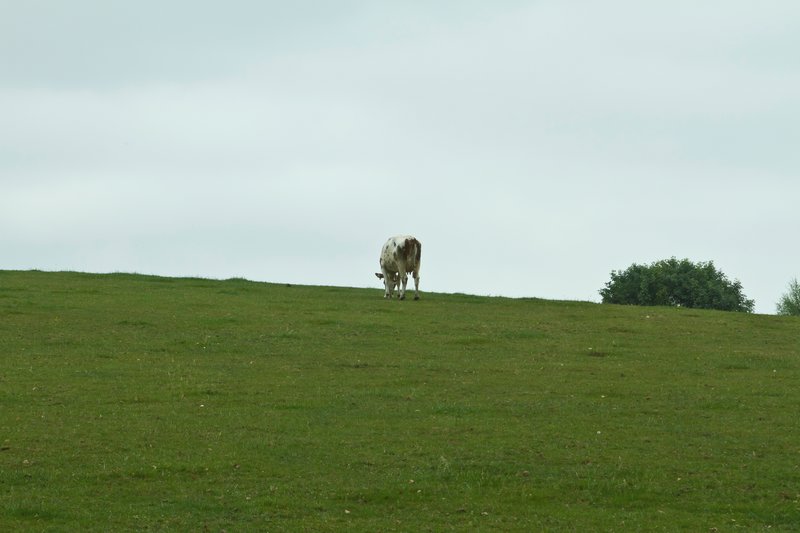 Cow on a hill