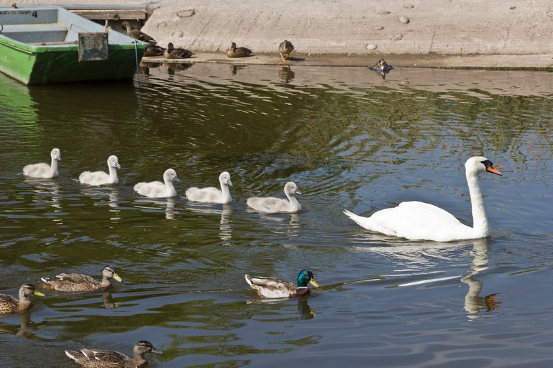 Swans at Llangorse Lake