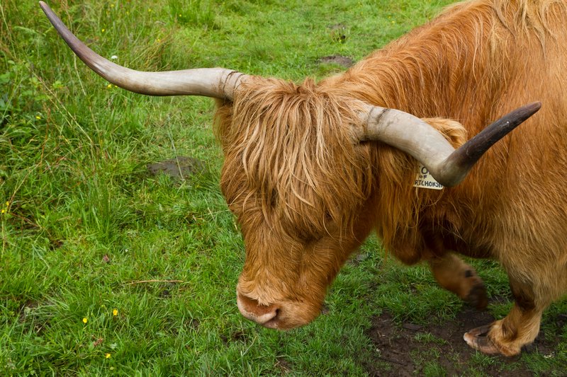 Another Highlan' Coo