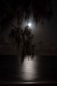 Palm Cove Moonrise