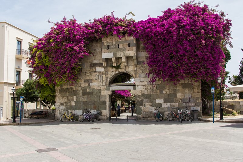 Bougainvillea on the old city gate
