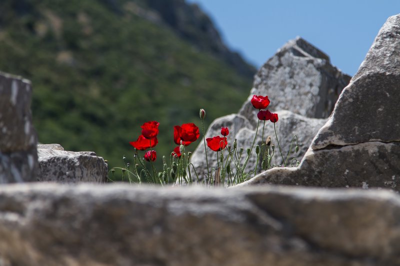 Poppies in the rocks