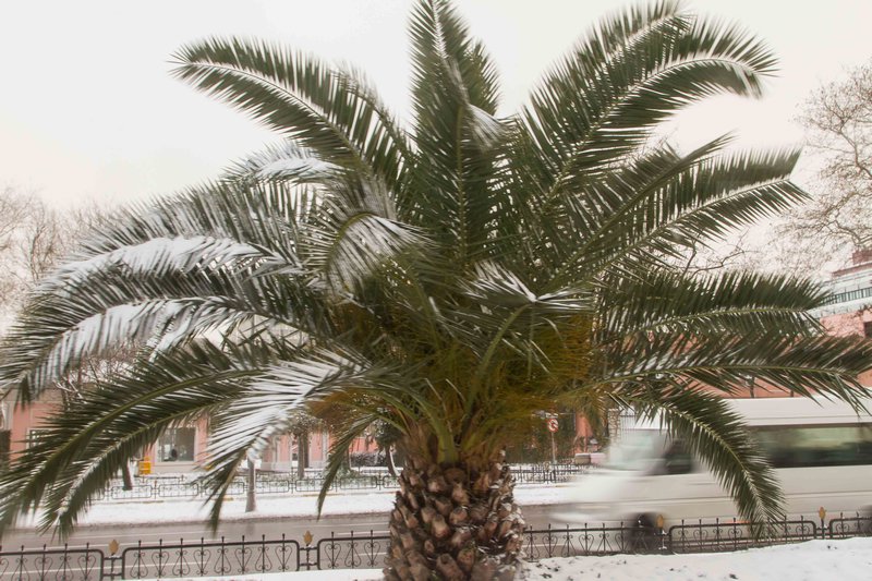 Snowy Palm