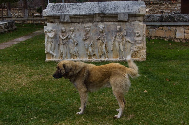 Aphrodisias Dog