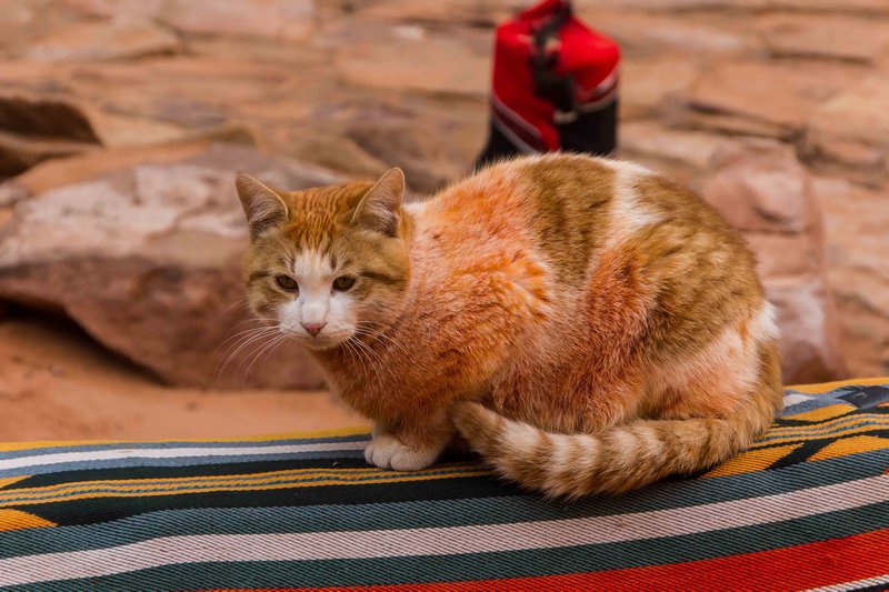 Henna Cat