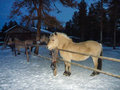 Finnish Ponies