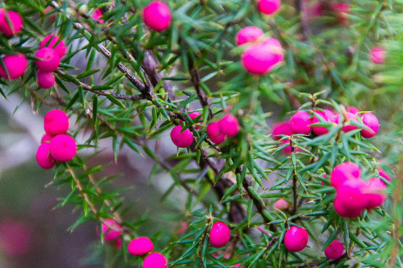 Pink Mountain Berry