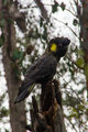 Yellow Tailed Black