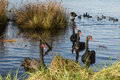 Black Swans at Franklin