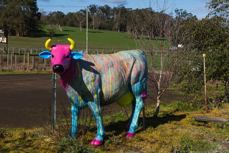 Colourful Cow at Ashmore Cheese Farm