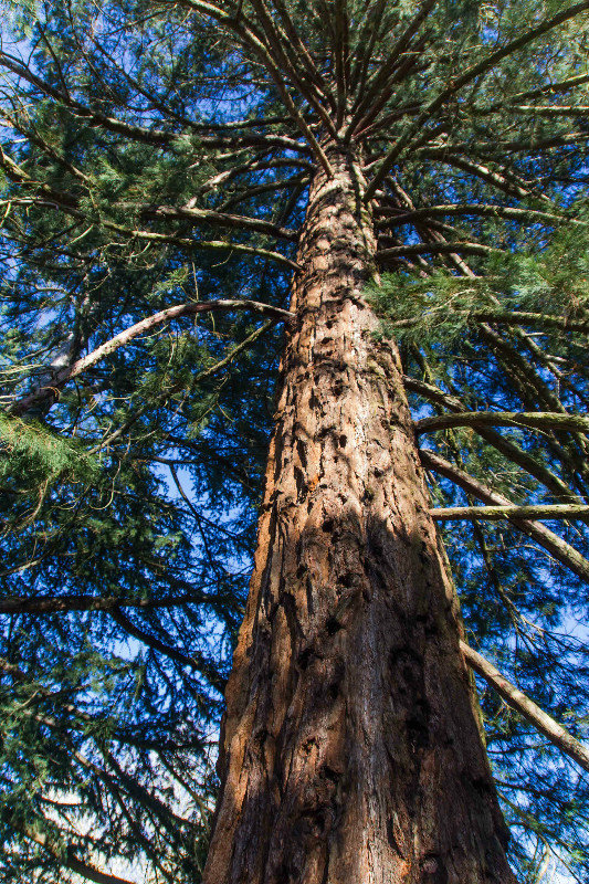 Californian Redwood