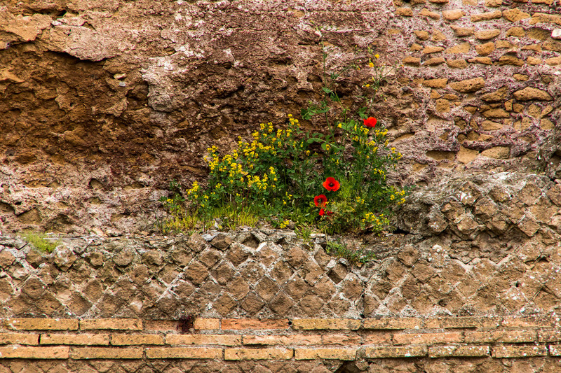 Hadrian's Villa - poppy's on the wall