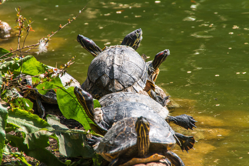3 Headed tortoise