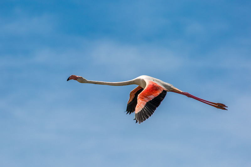Another flamingo flying!