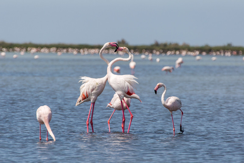 Fighting flamingoes