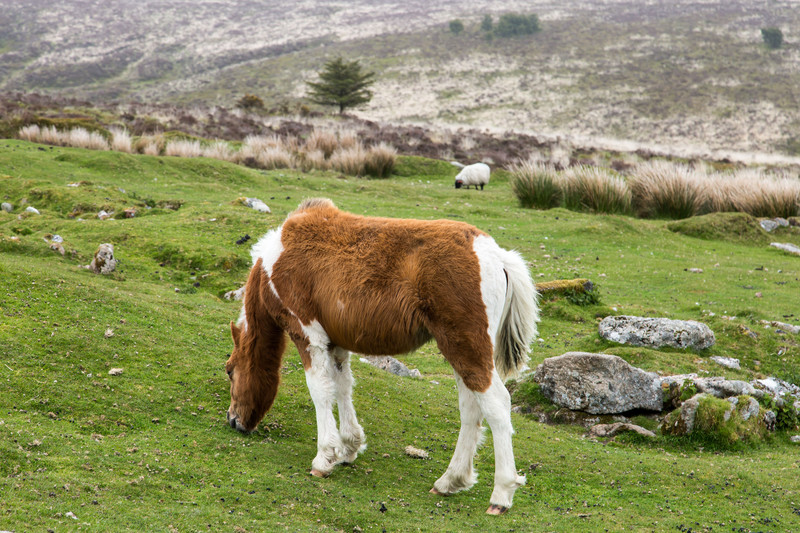 Dartmoor Pony and Sheep