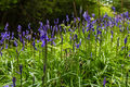 Bluebells in Dartmoor Forest