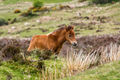 Dartmoor foal