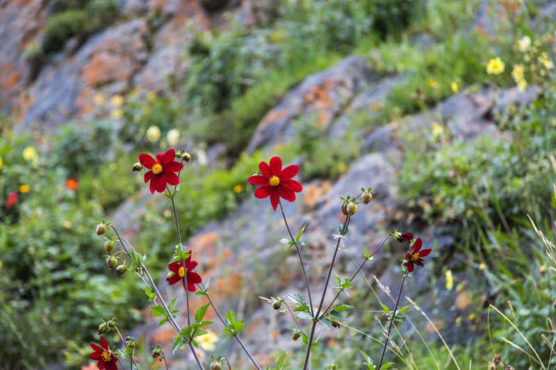 Flowera at Ollantaytambo