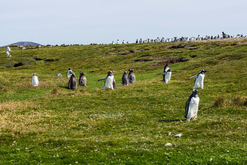 Gentoo's on the hill
