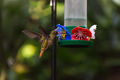 Bernie's Hummingbird