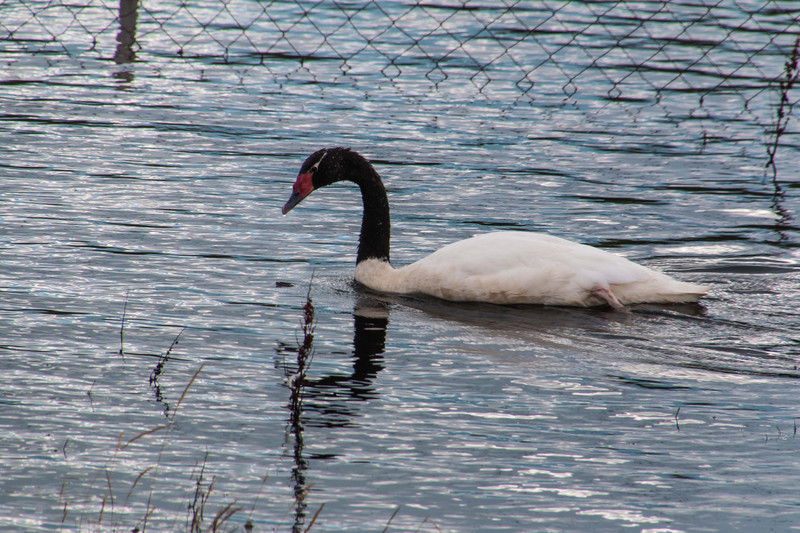 Black Necked Swan