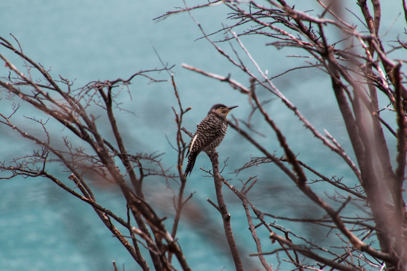 Bird life in Parque Nacional Los Glaciares