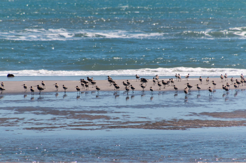 Godwits fossicking for food