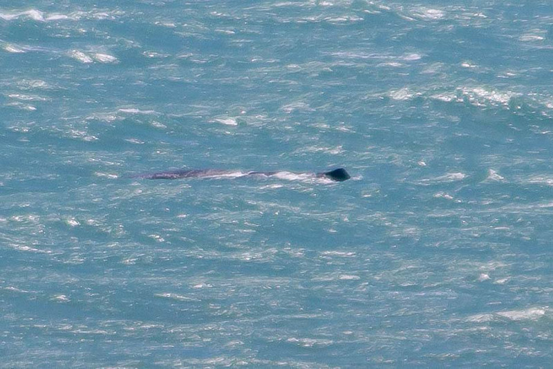 A whale's back and dorsal fin