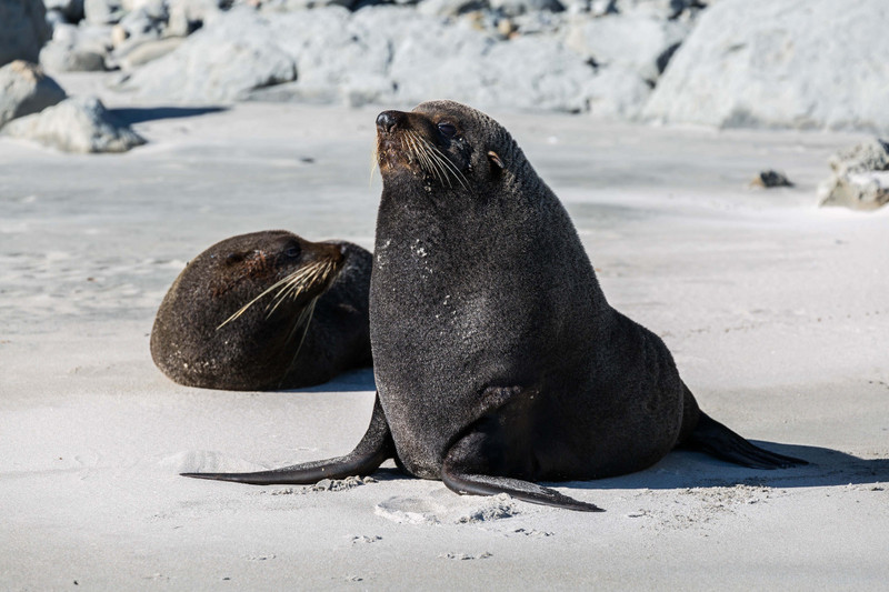 NZ Fur Seals at Fossil Point