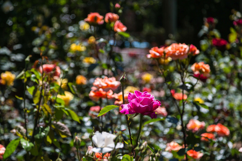 Rose Garden, Gardens of the World