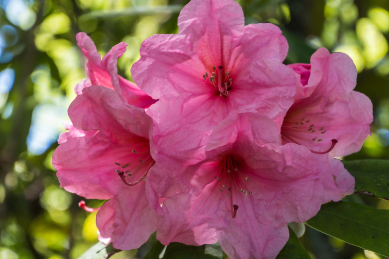 Rhododendron, Isel Park