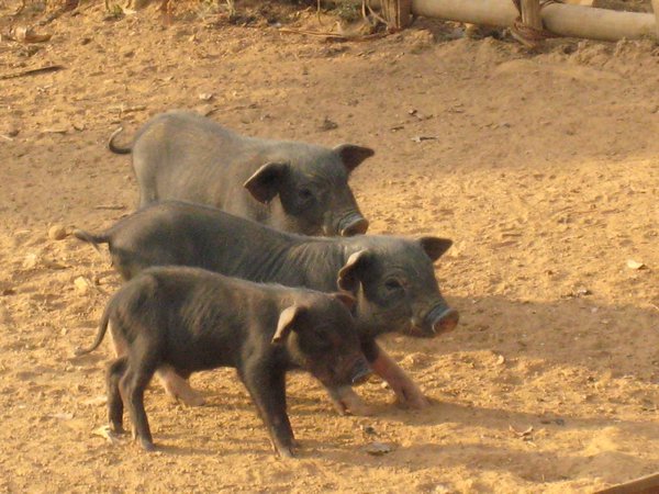 3 little pigs