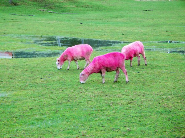 pink sheep?