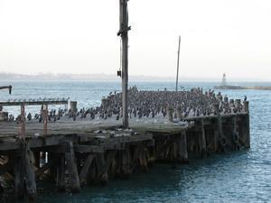 Bird's Pier