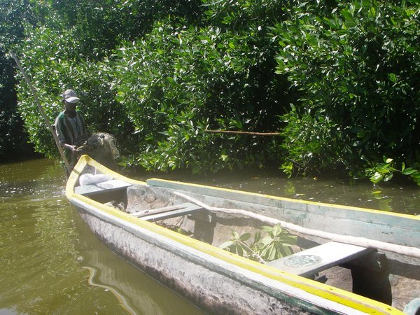 Fisherman in mangroove
