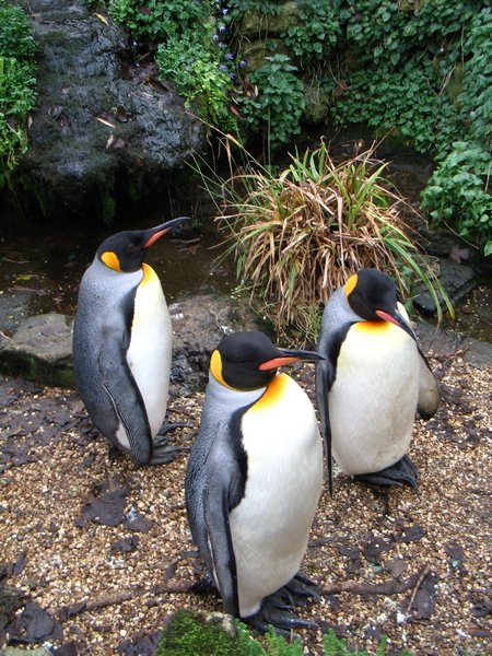 The penguins