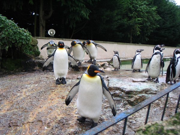 The penguins