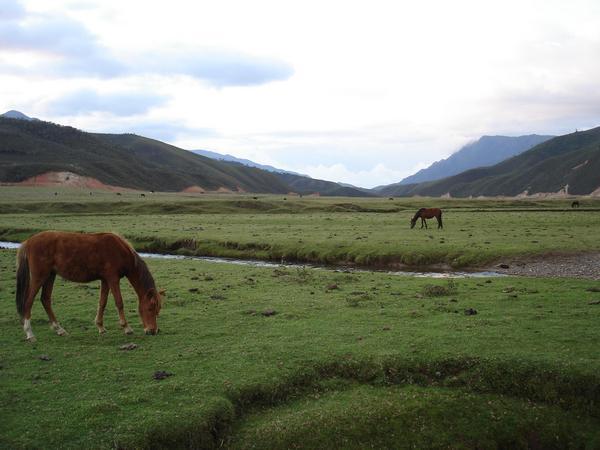 horses in Valley Belen