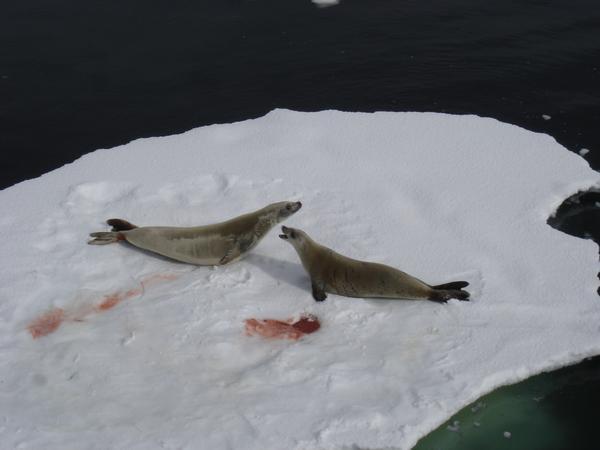 bloody sea lions