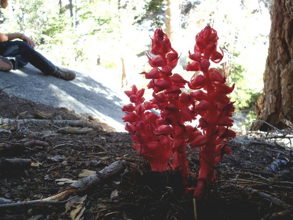 A strange flower found in the forest