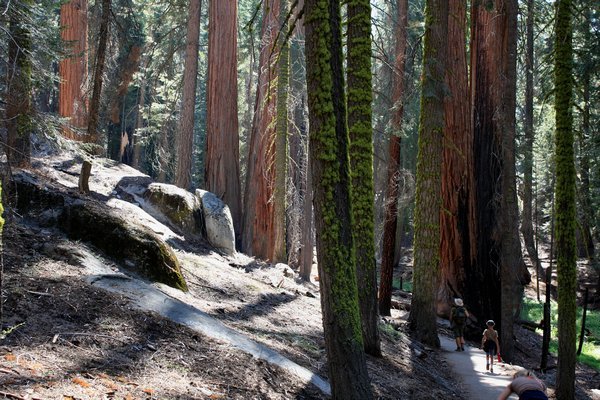 In the Sequoia Grove, those are the young ones only few hundred years old