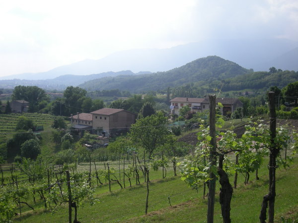 Vineyard in Monfumo