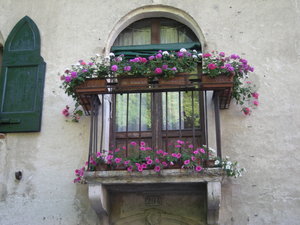 Flowers in Every Window