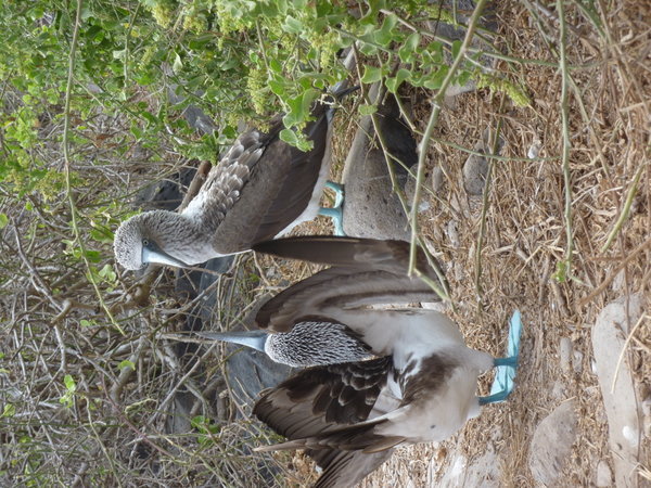 Blue Footed Boobies!