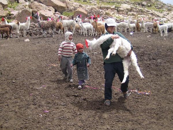 Llama Farmer