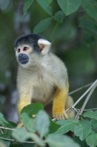 Yellow Monkey Pequaña
