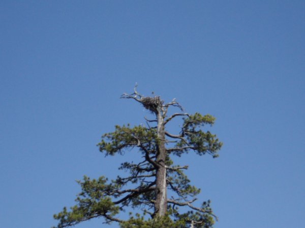 A Bald Eagle Nest
