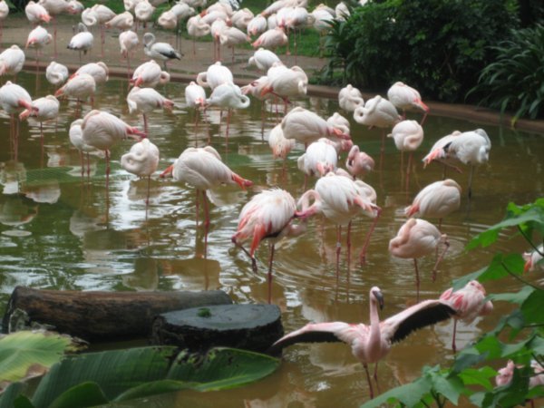 Flamingoes!